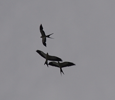 [There are three kites overhead so close together they are almost touching.]